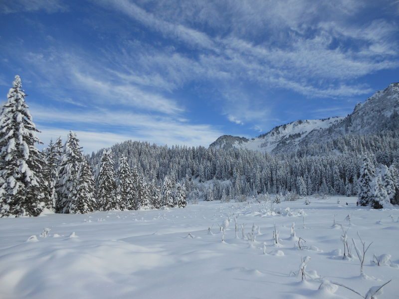 © Lustocht van de dennenbomen - Praz de Lys Sommand Tourisme