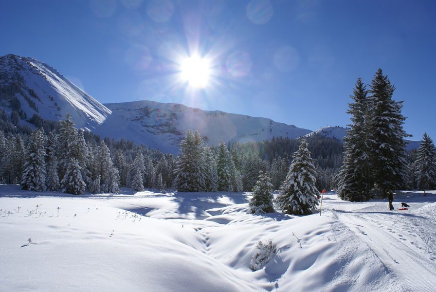 © Lustocht van de dennenbomen - Praz de Lys Sommand Tourisme