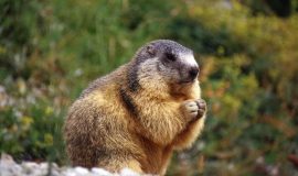 Marmottenjacht