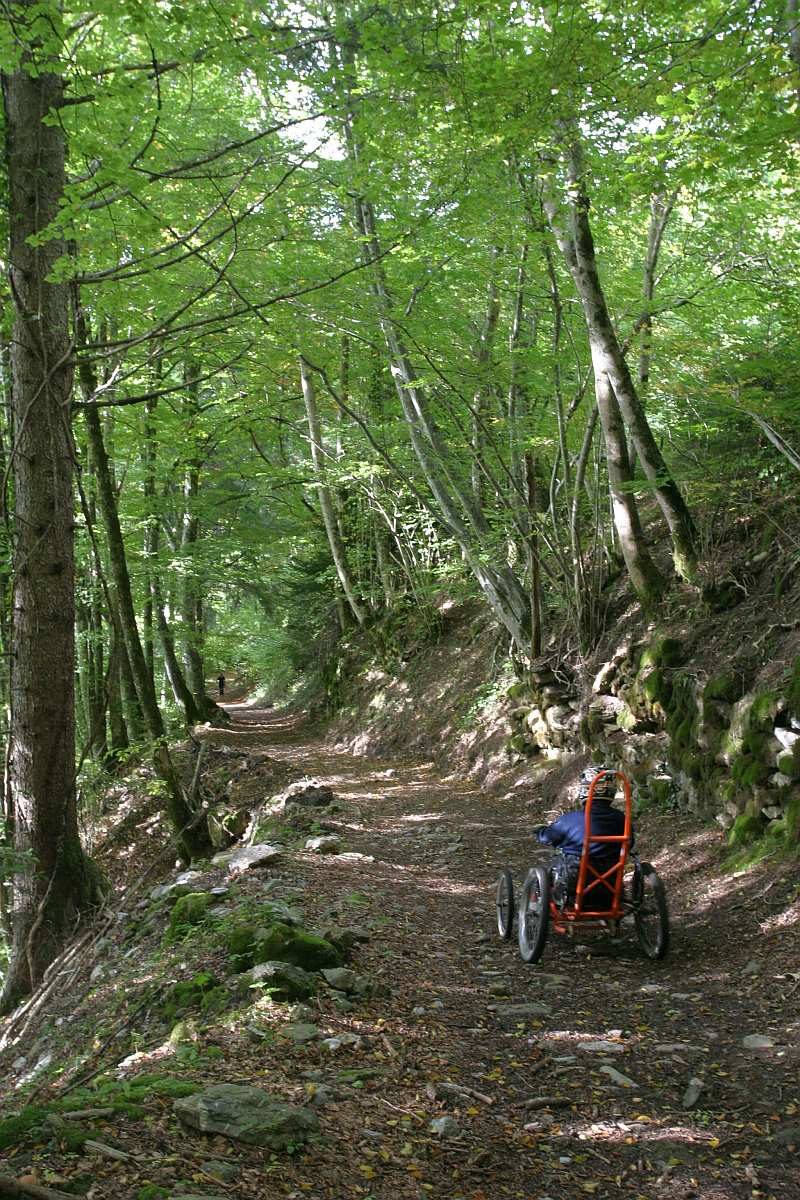 © FTT, dans la forêt sous le Praz de Lys - Cyril Noel