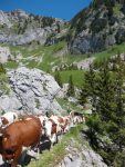 Alpenweide La Charmette