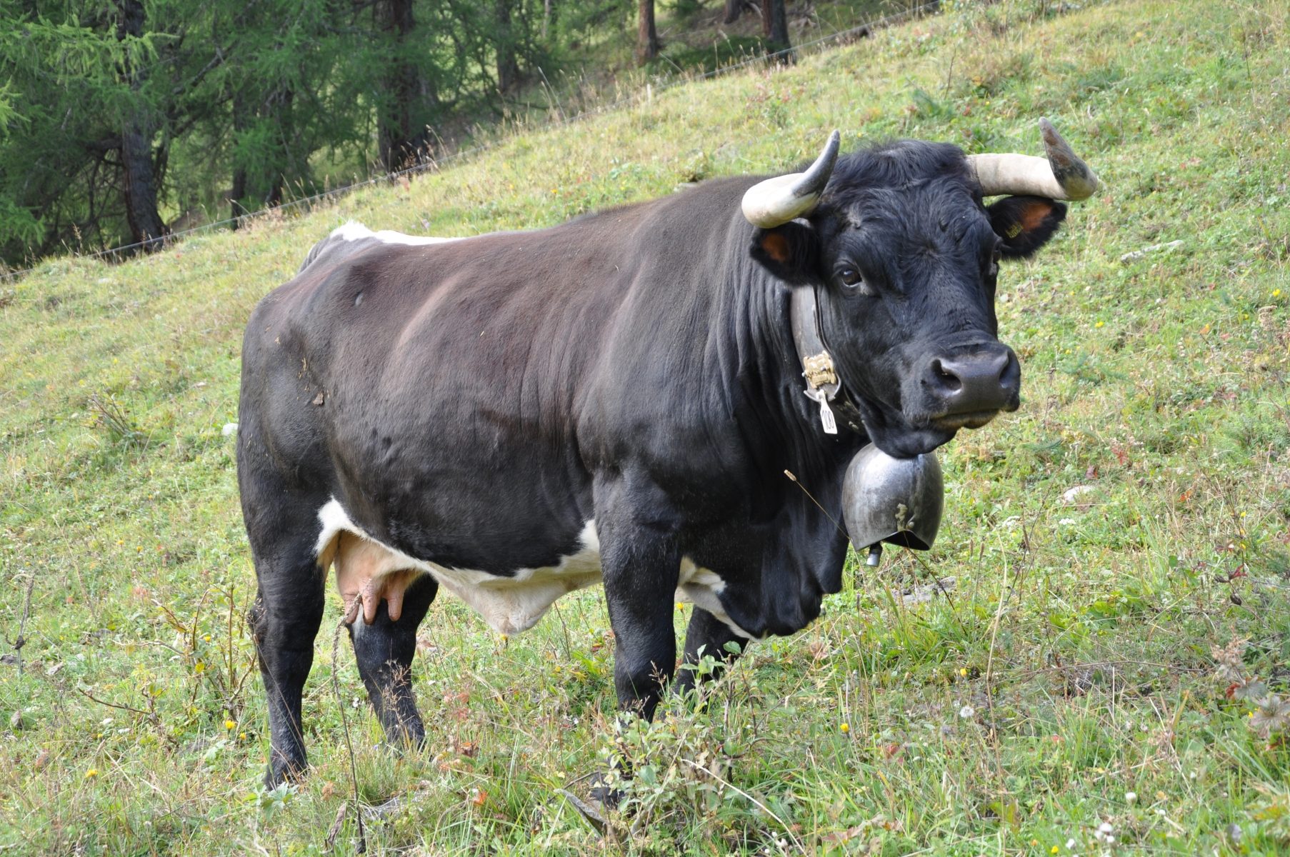 © GAEC des Croës Canailles - La Ferme des Croës Canailles